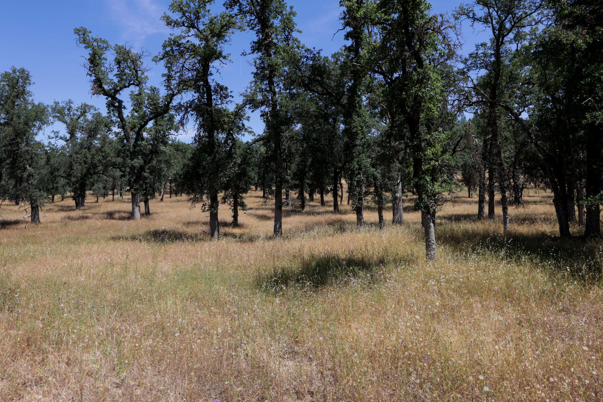 Racoon Way Oak Run, CA 96069 - Photo 54 of 73 607A9474