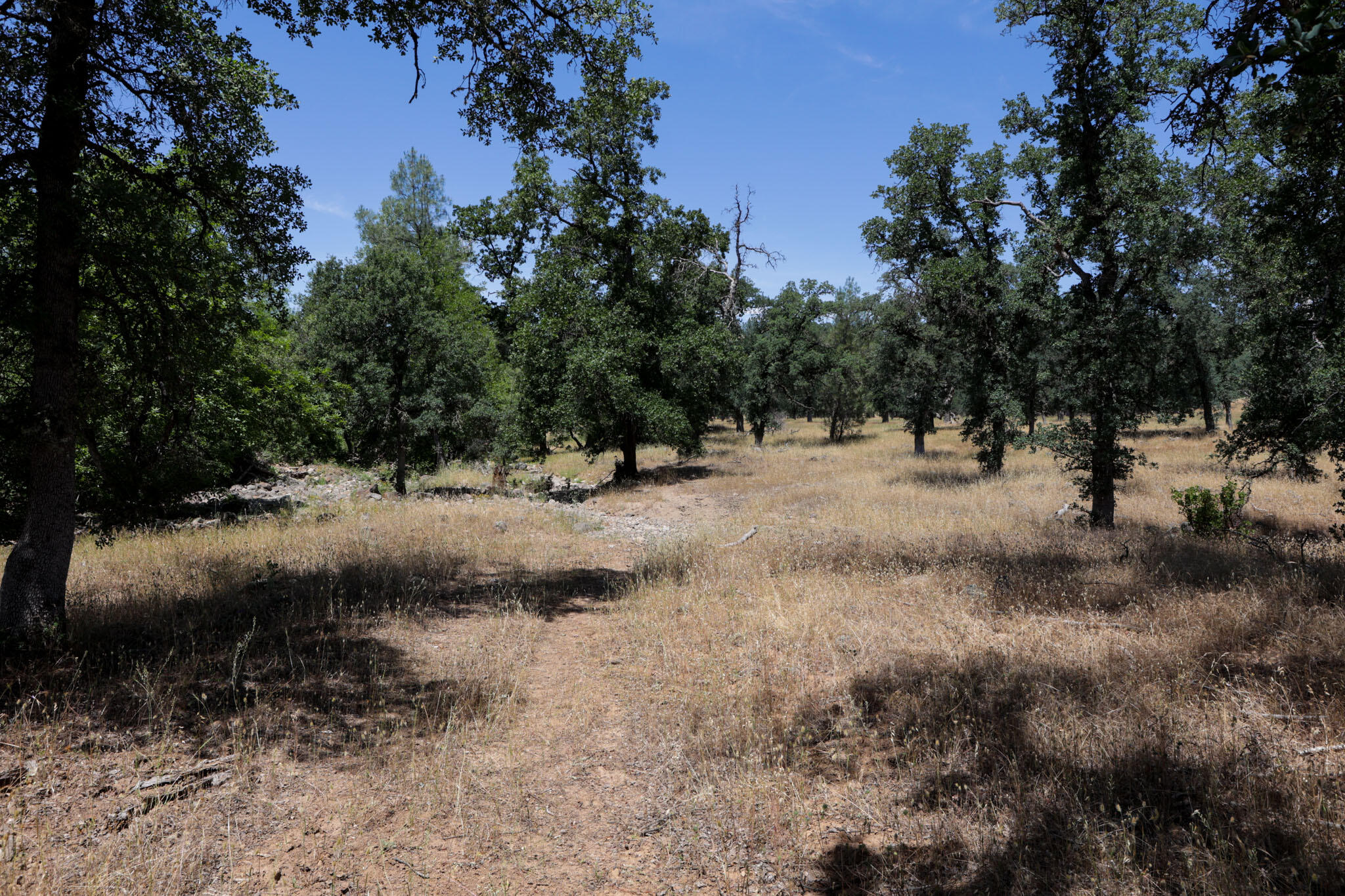 Racoon Way Oak Run, CA 96069 - Photo 56 of 73 607A9477