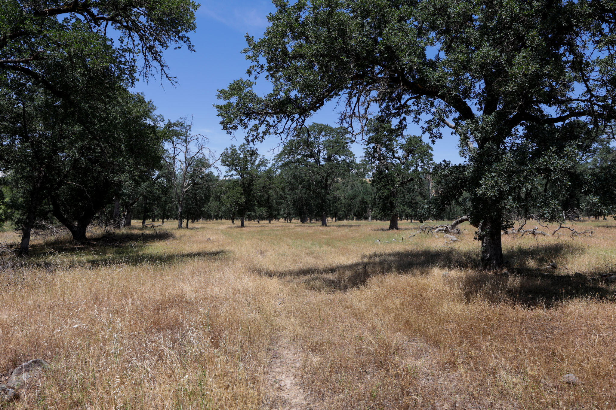 Racoon Way Oak Run, CA 96069 - Photo 57 of 73 607A9478