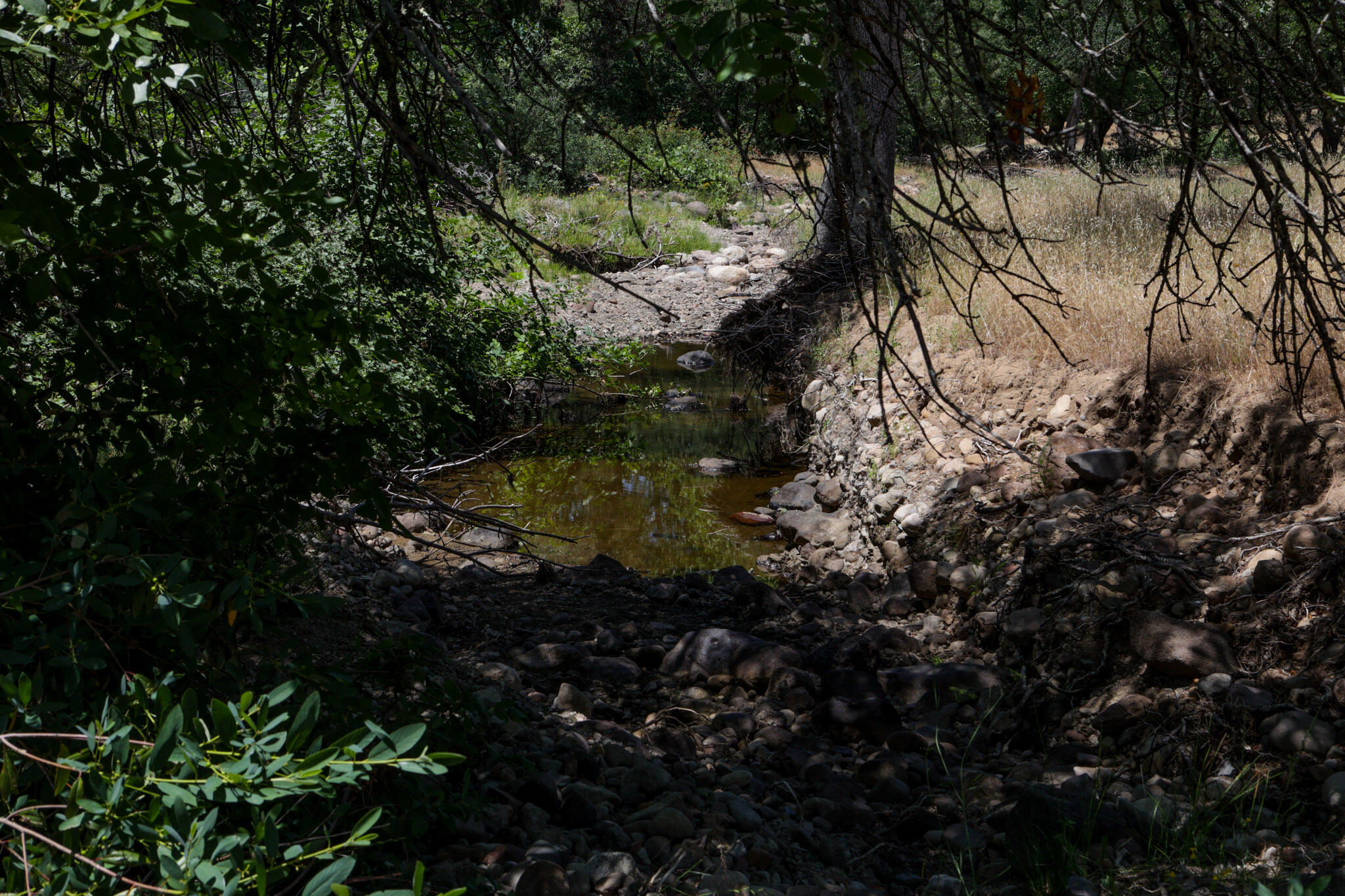 Racoon Way Oak Run, CA 96069 - Photo 59 of 73 607A9484
