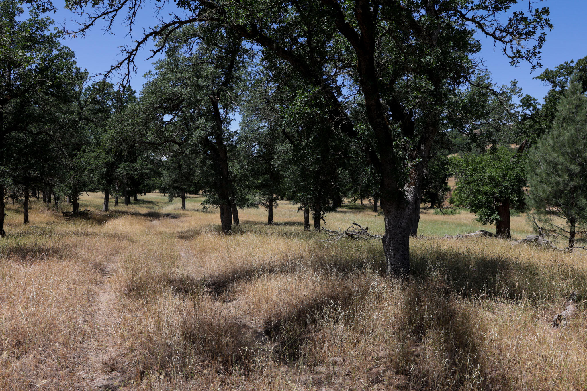 Racoon Way Oak Run, CA 96069 - Photo 60 of 73 607A9490