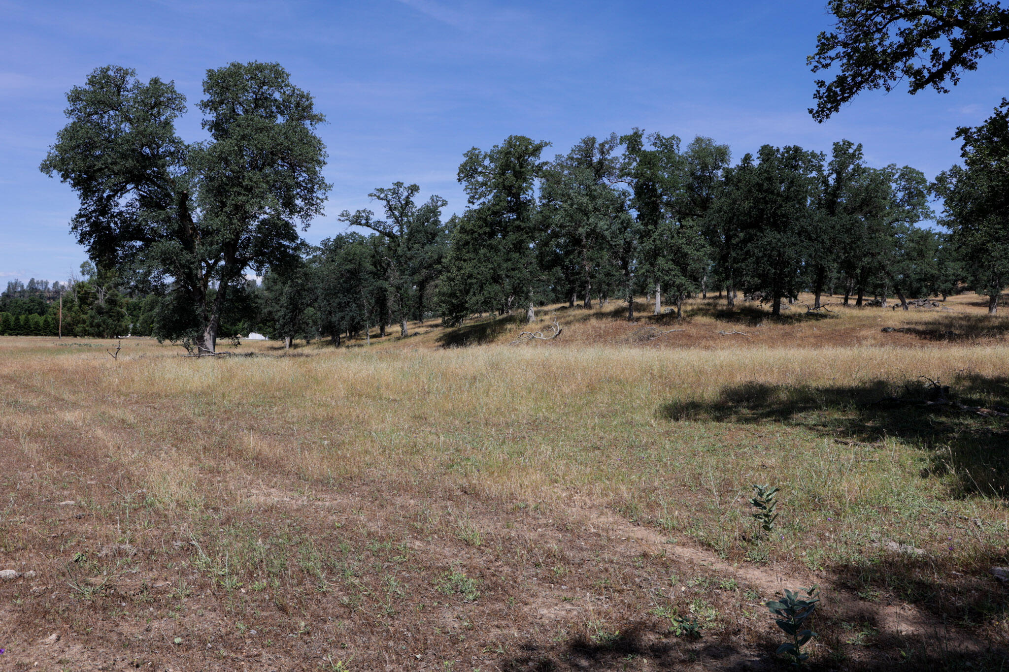 Racoon Way Oak Run, CA 96069 - Photo 6 of 73 607A9369