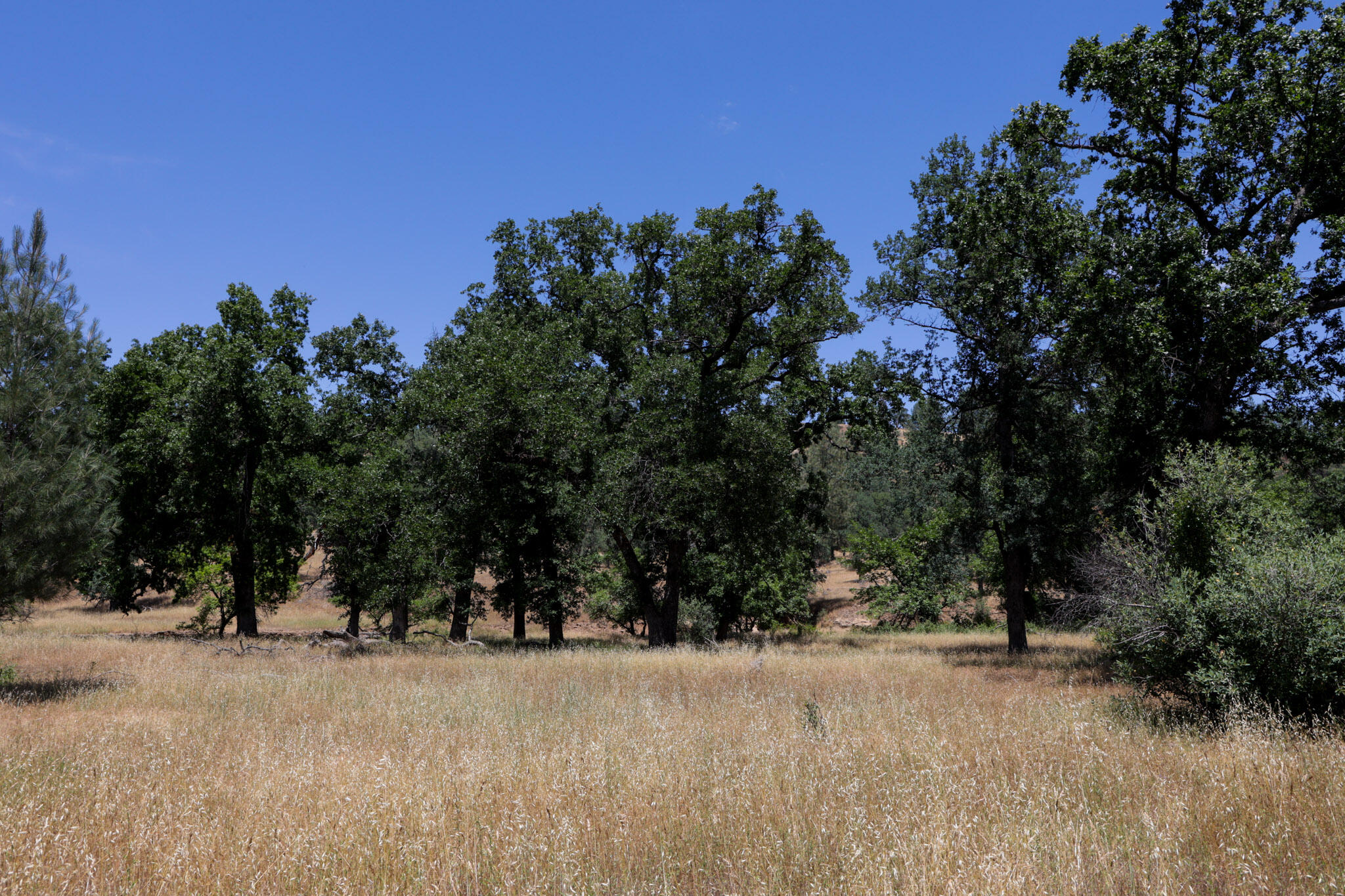 Racoon Way Oak Run, CA 96069 - Photo 61 of 73 607A9491