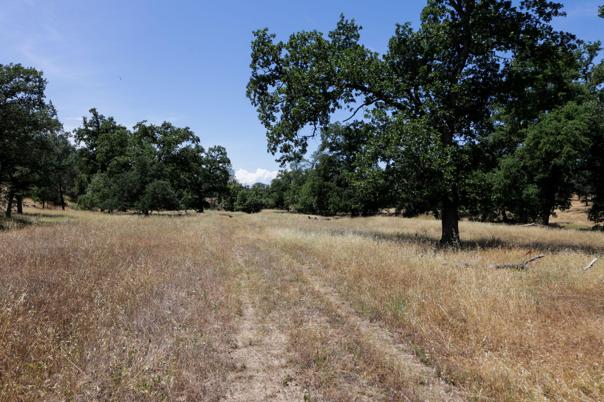 Racoon Way Oak Run, CA 96069 - Photo 63 of 73 607A9493