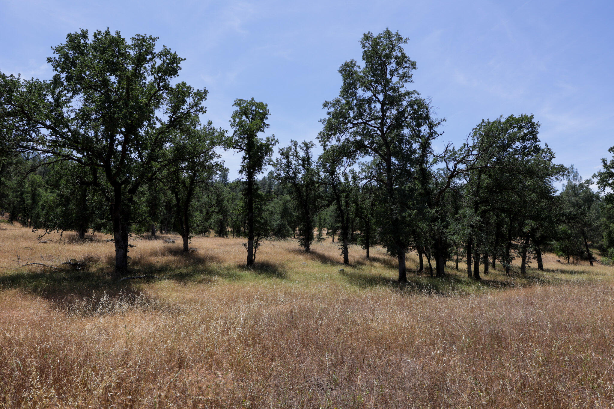 Racoon Way Oak Run, CA 96069 - Photo 64 of 73 607A9494