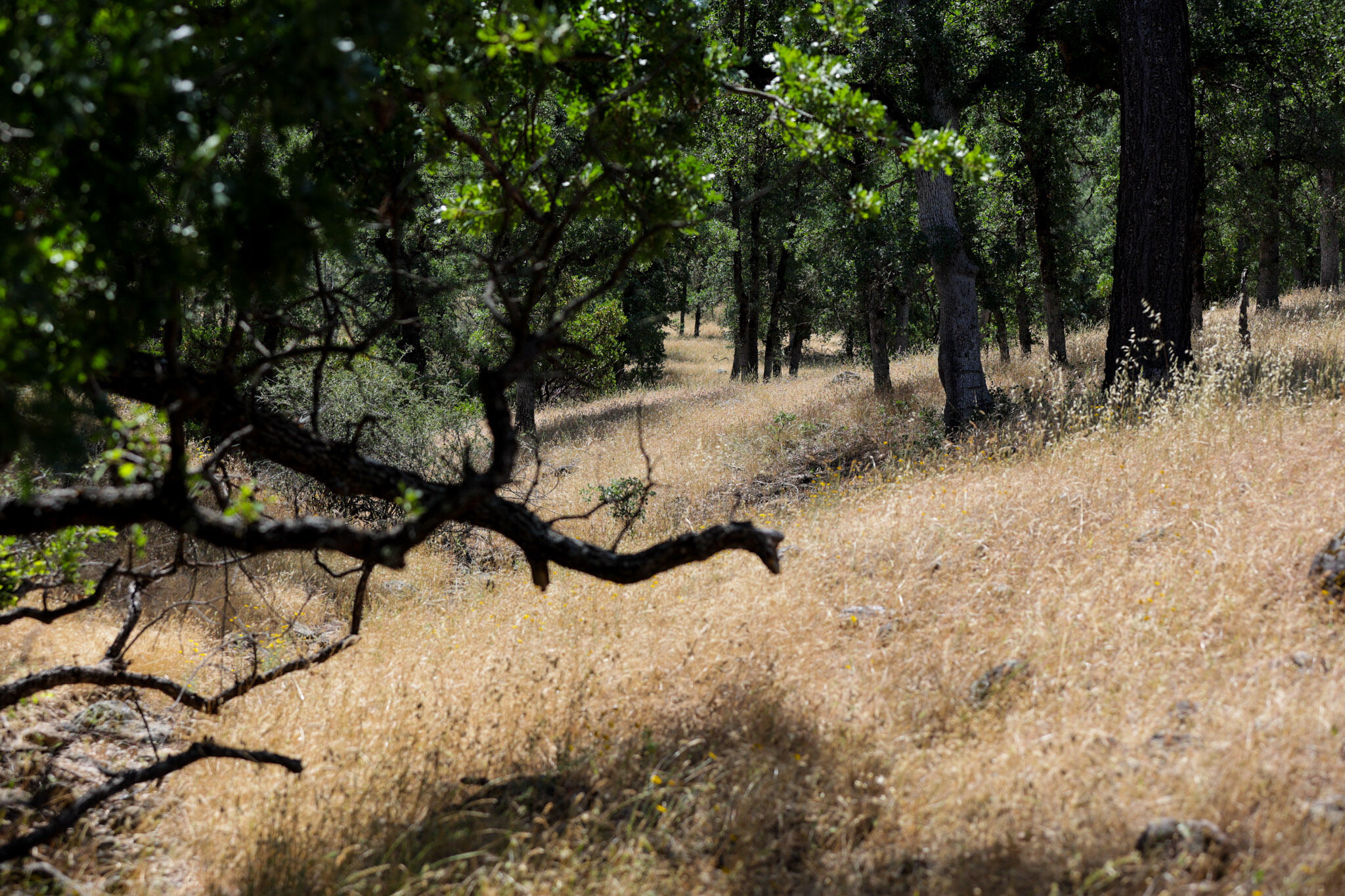 Racoon Way Oak Run, CA 96069 - Photo 9 of 73 607A9387