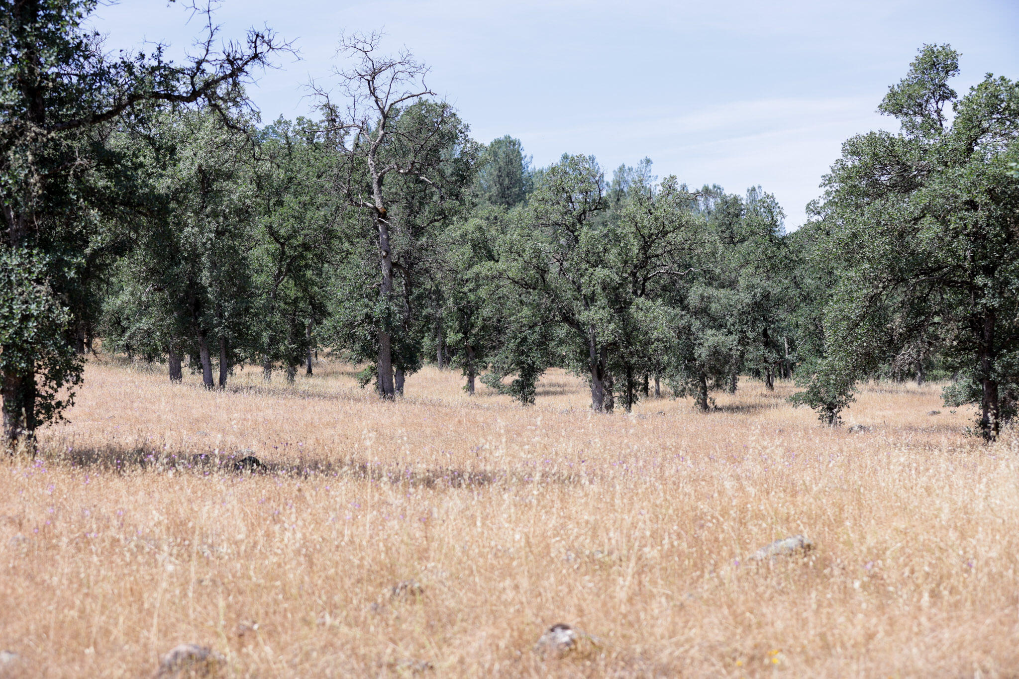 Racoon Way Oak Run, CA 96069 - Photo 10 of 73 607A9390