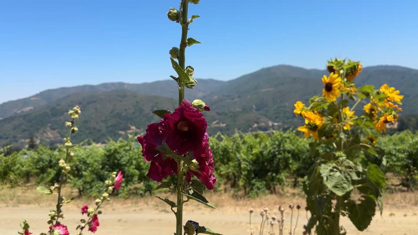 18700 Black Road Los Gatos, CA 95033 - Photo 15 of 24 a picture of flowers
