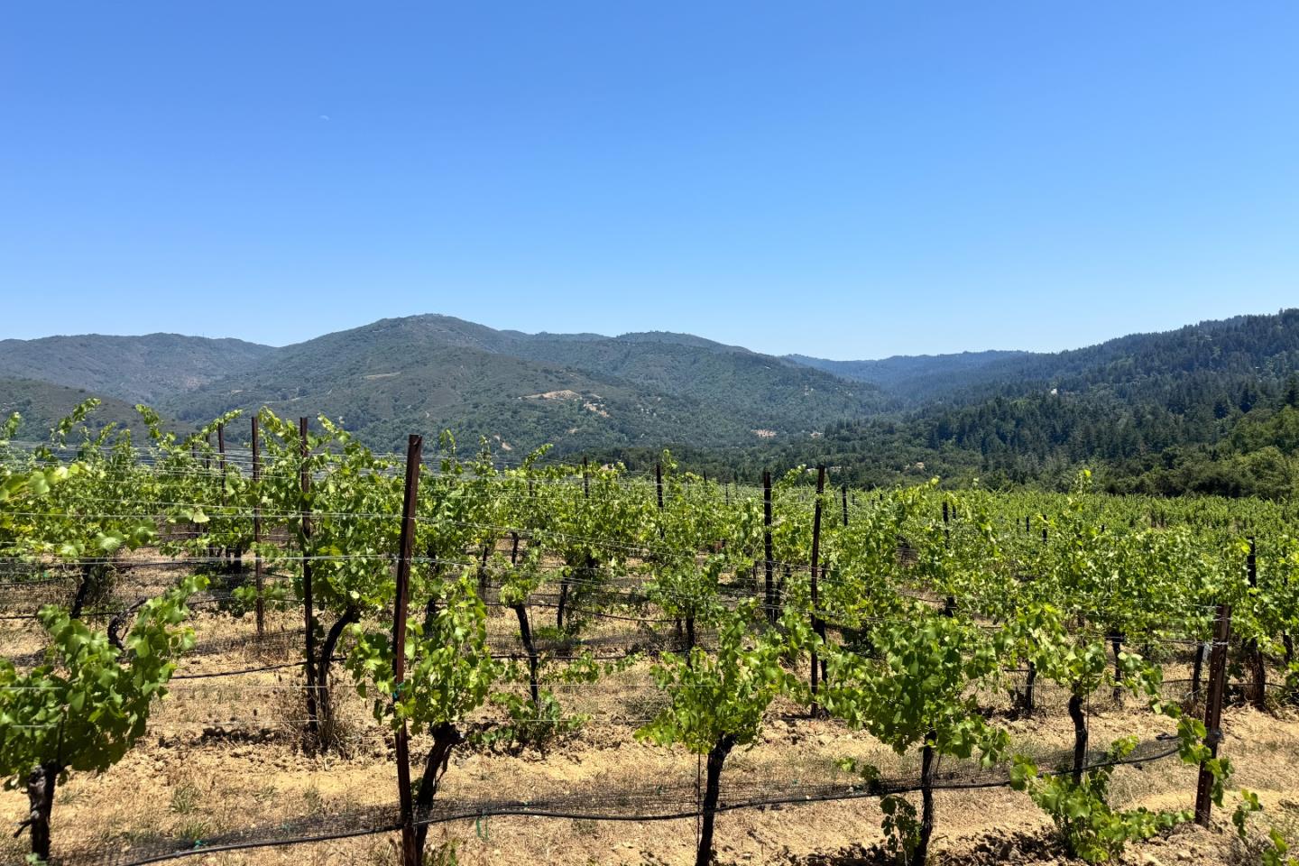 18700 Black Road Los Gatos, CA 95033 - Photo 16 of 24 a view of a lush green field with mountains in the background