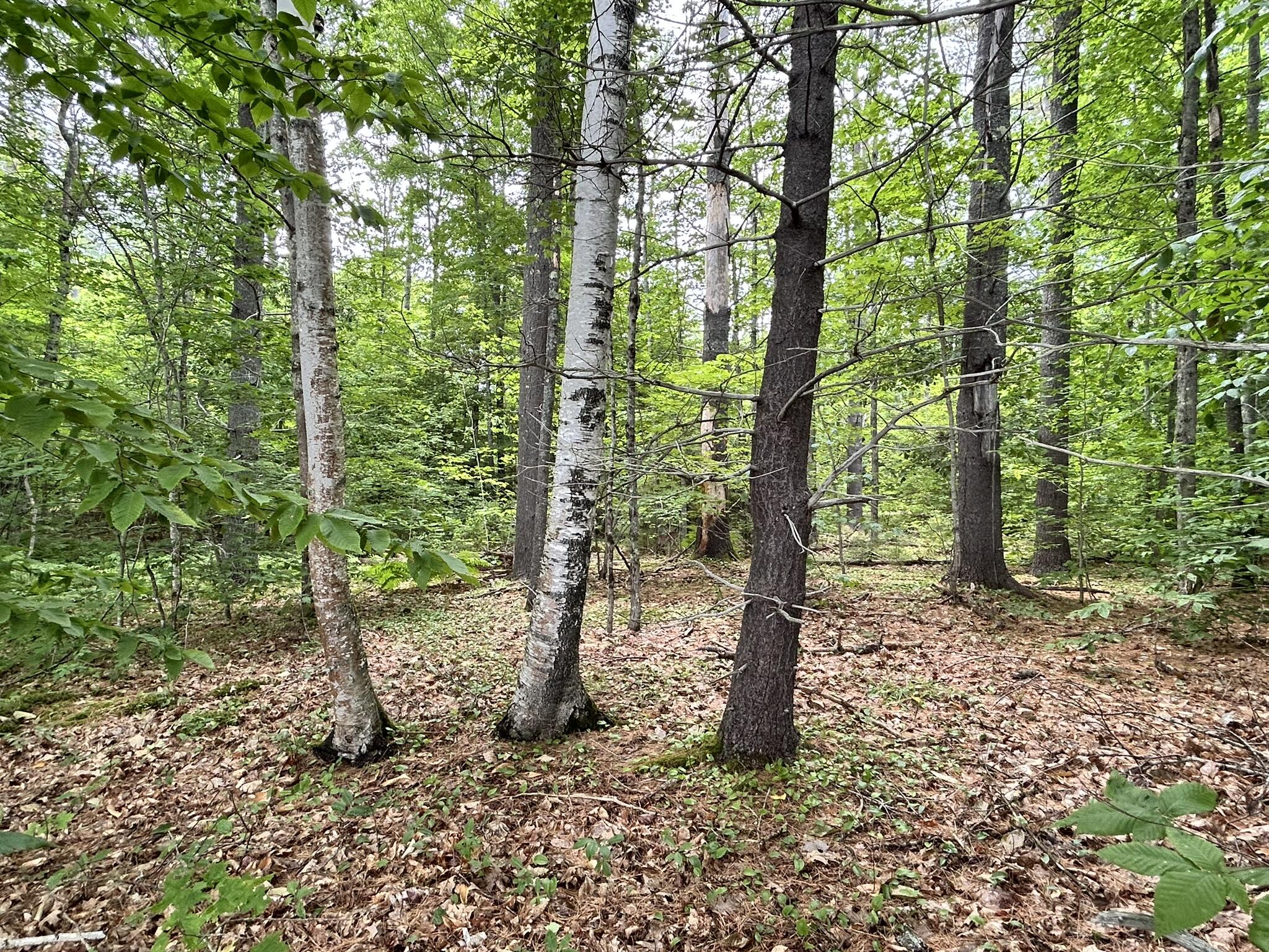 Dover-foxcroft Vaughn Road Dover Foxcroft, ME 04426 - Photo 3 of 11 IMG_4534