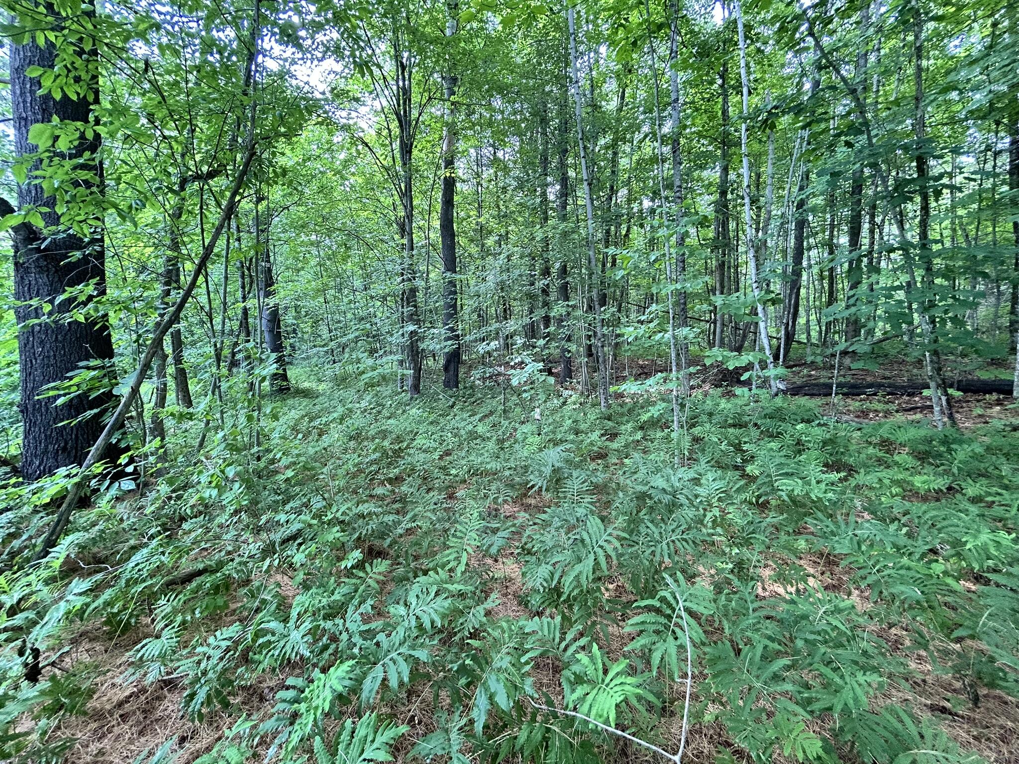 Dover-foxcroft Vaughn Road Dover Foxcroft, ME 04426 - Photo 10 of 11 IMG_4543