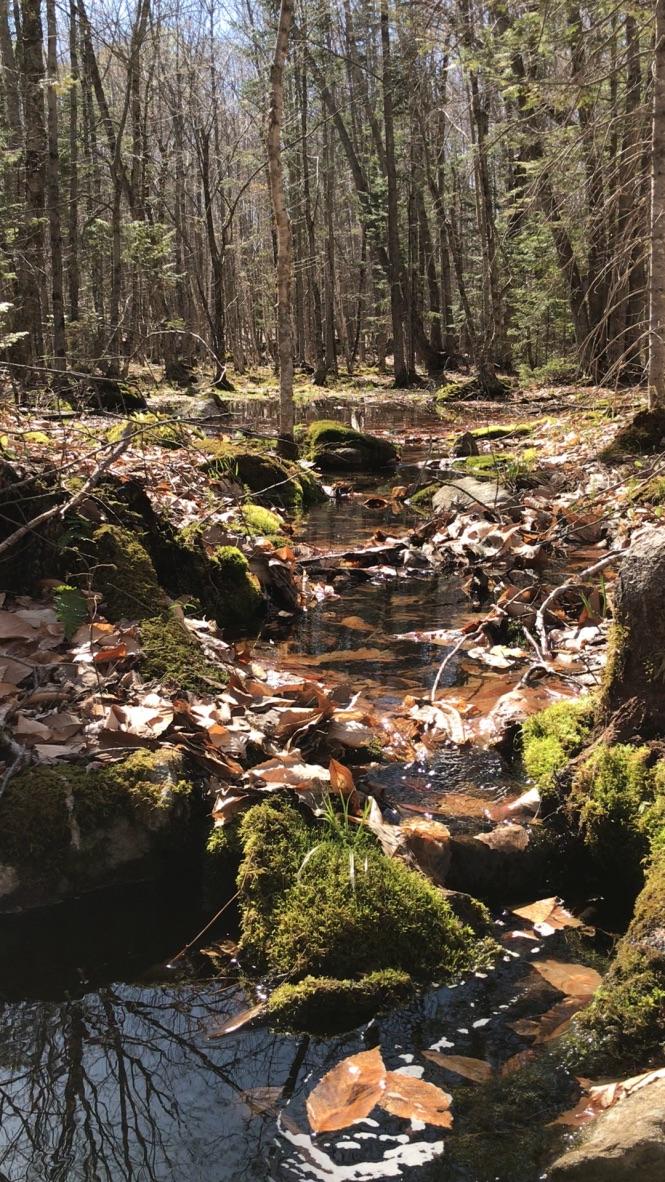 128 Starbird Corner Road Bowdoin, ME 04287 - Photo 17 of 30 UNADJUSTEDNONRAW_thumb_429b