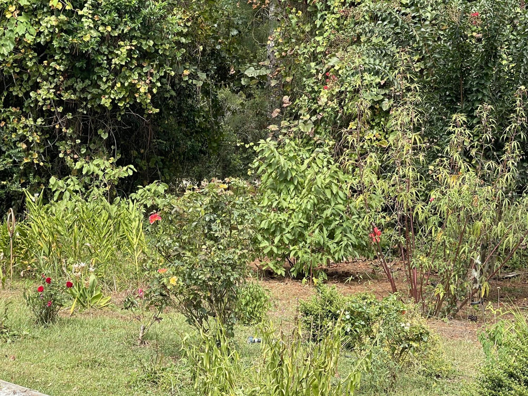 325 McClellan Avenue McClellanville, SC 29458 - Photo 56 of 122 IMG_1212