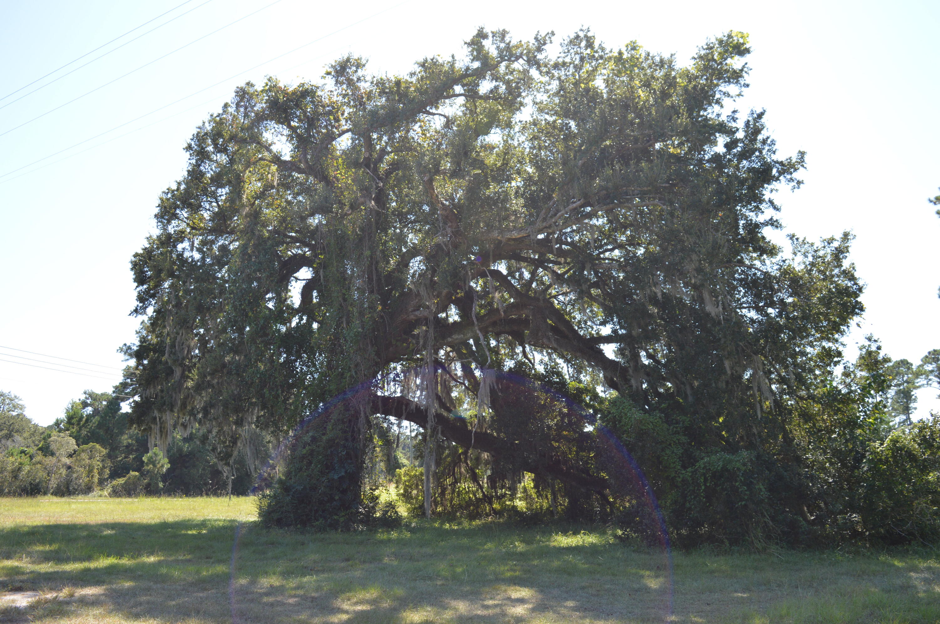 325 McClellan Avenue McClellanville, SC 29458 - Photo 62 of 122 DSC_0003