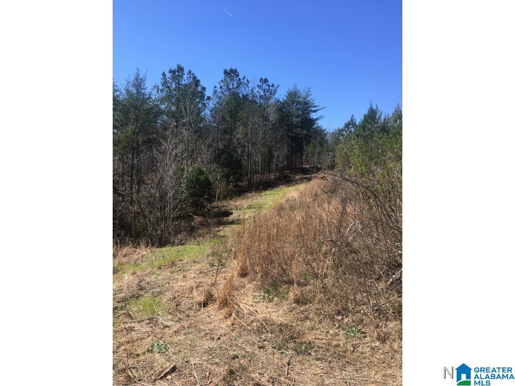 0 Bear Creek Road Haleyville, AL 35565 - Photo 8 of 13