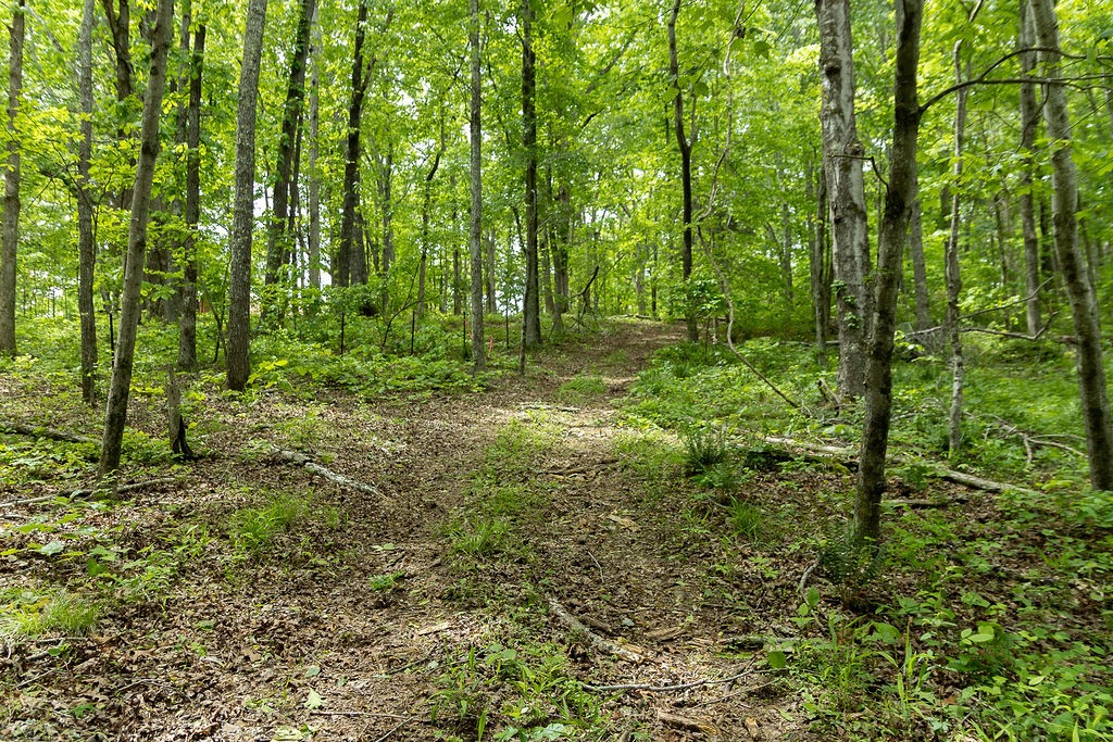 0 Billy Wynn Road Dickson, TN 37055 - Photo 14 of 46