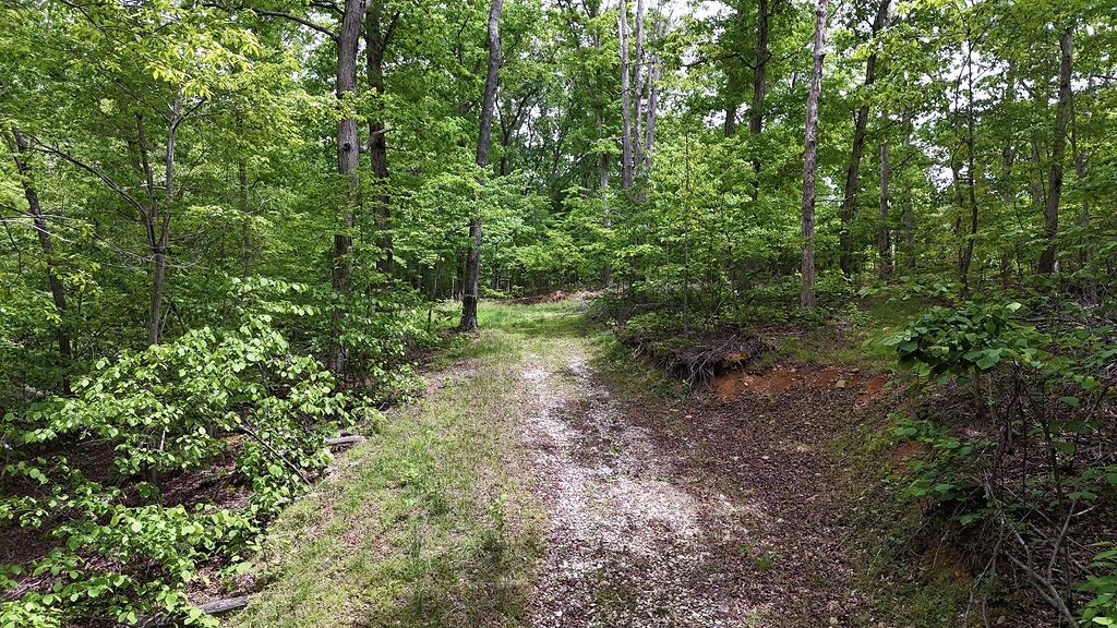 0 Billy Wynn Road Dickson, TN 37055 - Photo 18 of 46 a view of a forest with lots of trees