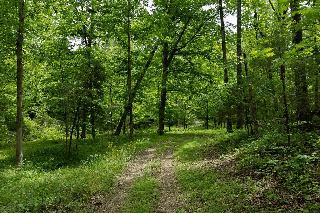 0 Billy Wynn Road Dickson, TN 37055 - Photo 20 of 46 a grassy field with lots of trees