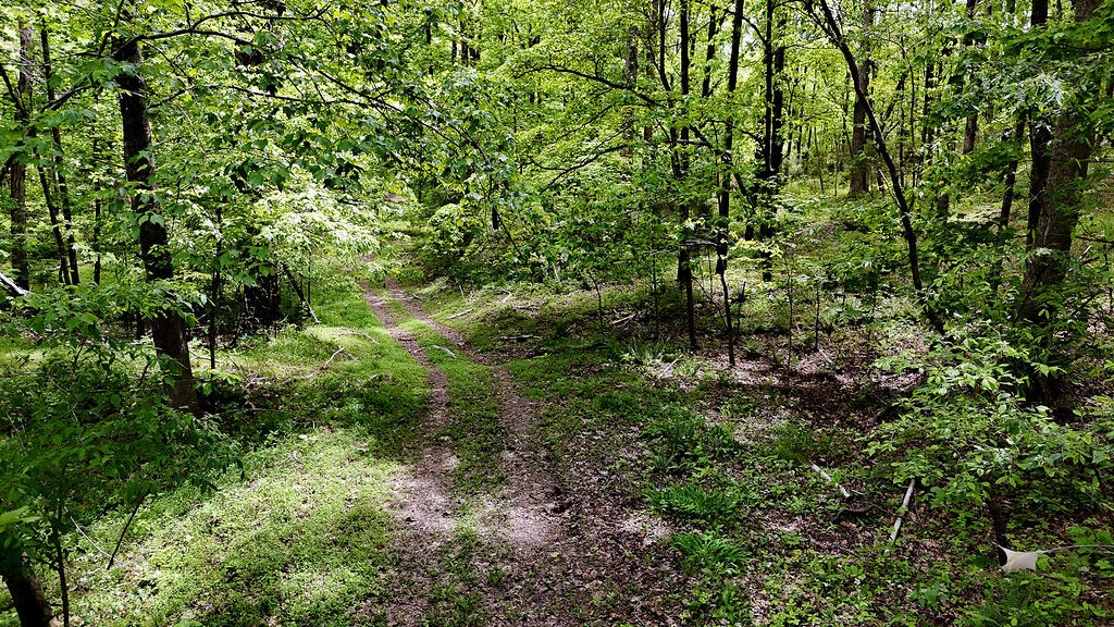 0 Billy Wynn Road Dickson, TN 37055 - Photo 25 of 46 a view of a lush green forest with lots of trees
