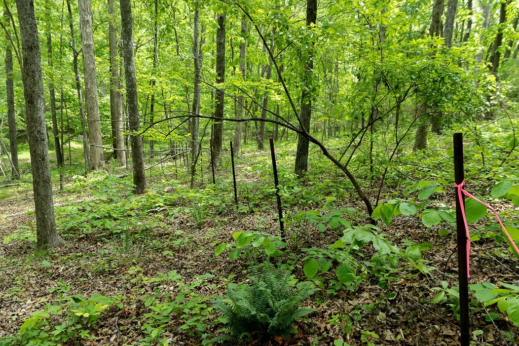 0 Billy Wynn Road Dickson, TN 37055 - Photo 28 of 46