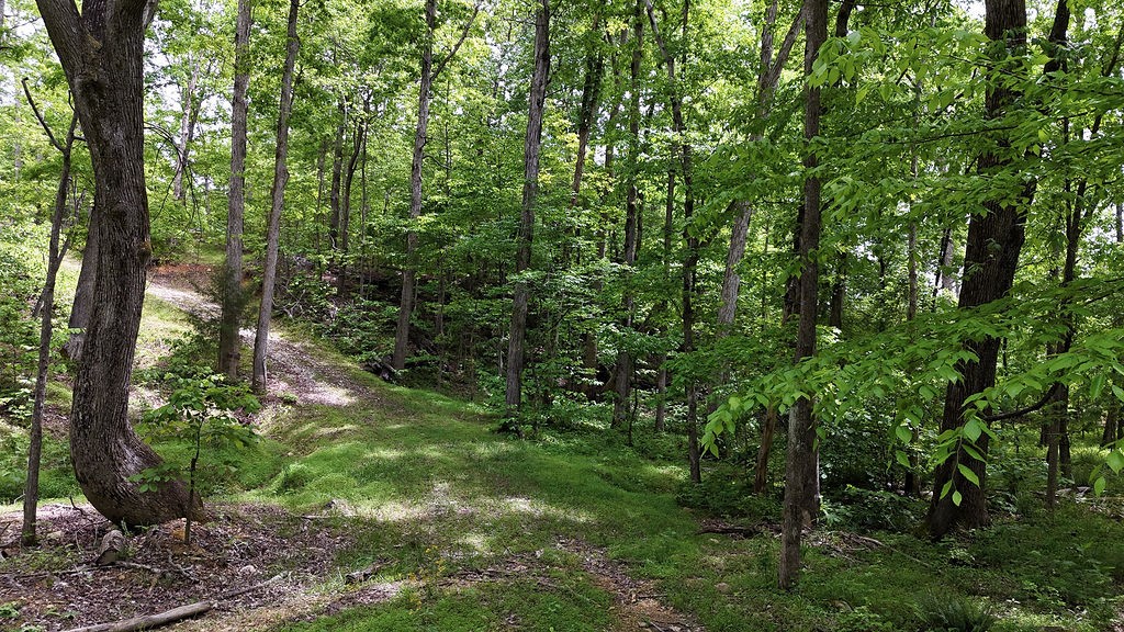 0 Billy Wynn Road Dickson, TN 37055 - Photo 34 of 46 a view of a lush green forest