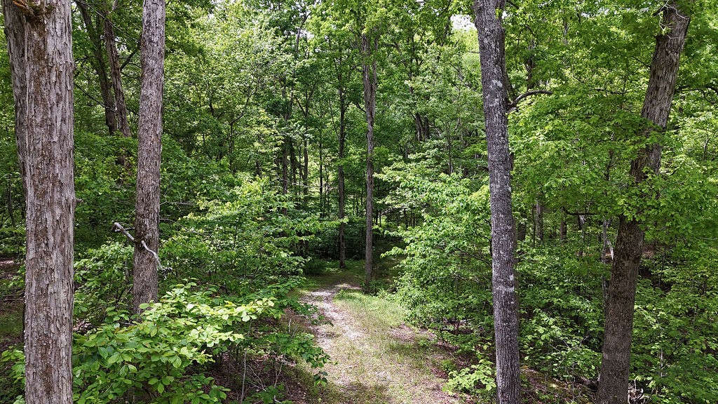 0 Billy Wynn Road Dickson, TN 37055 - Photo 40 of 46 a view of a forest with trees