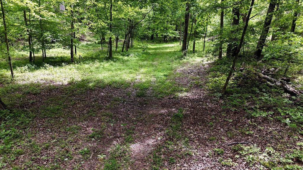 0 Billy Wynn Road Dickson, TN 37055 - Photo 41 of 46 a view of a lush green forest
