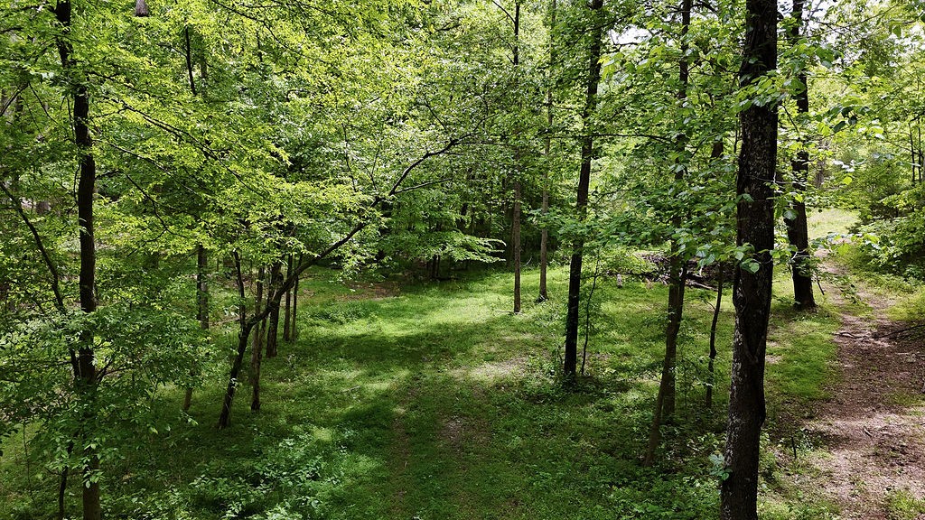 0 Billy Wynn Road Dickson, TN 37055 - Photo 43 of 46 a view of lush green forest