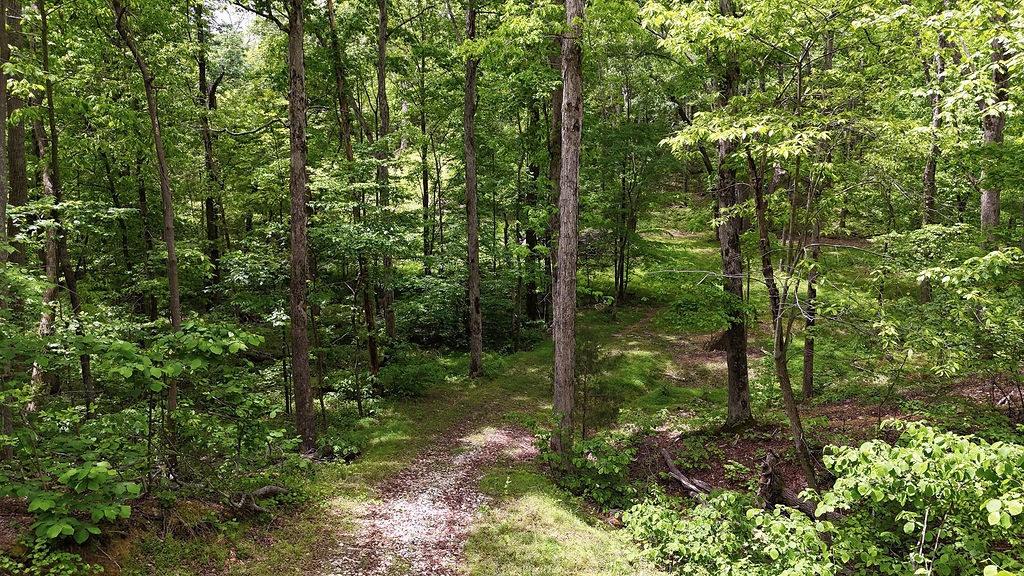 0 Billy Wynn Road Dickson, TN 37055 - Photo 44 of 46 a view of a garden