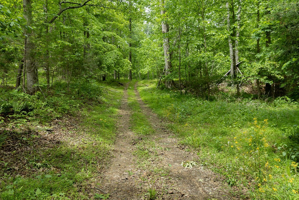 0 Billy Wynn Road Dickson, TN 37055 - Photo 46 of 46 a view of a lush green forest