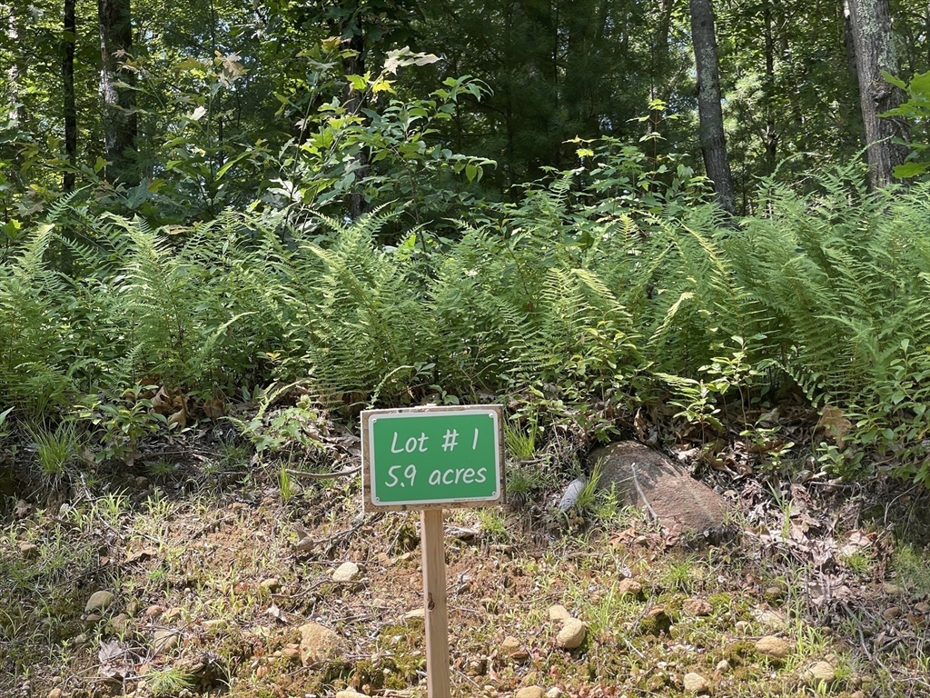 a view of a trees in a yard