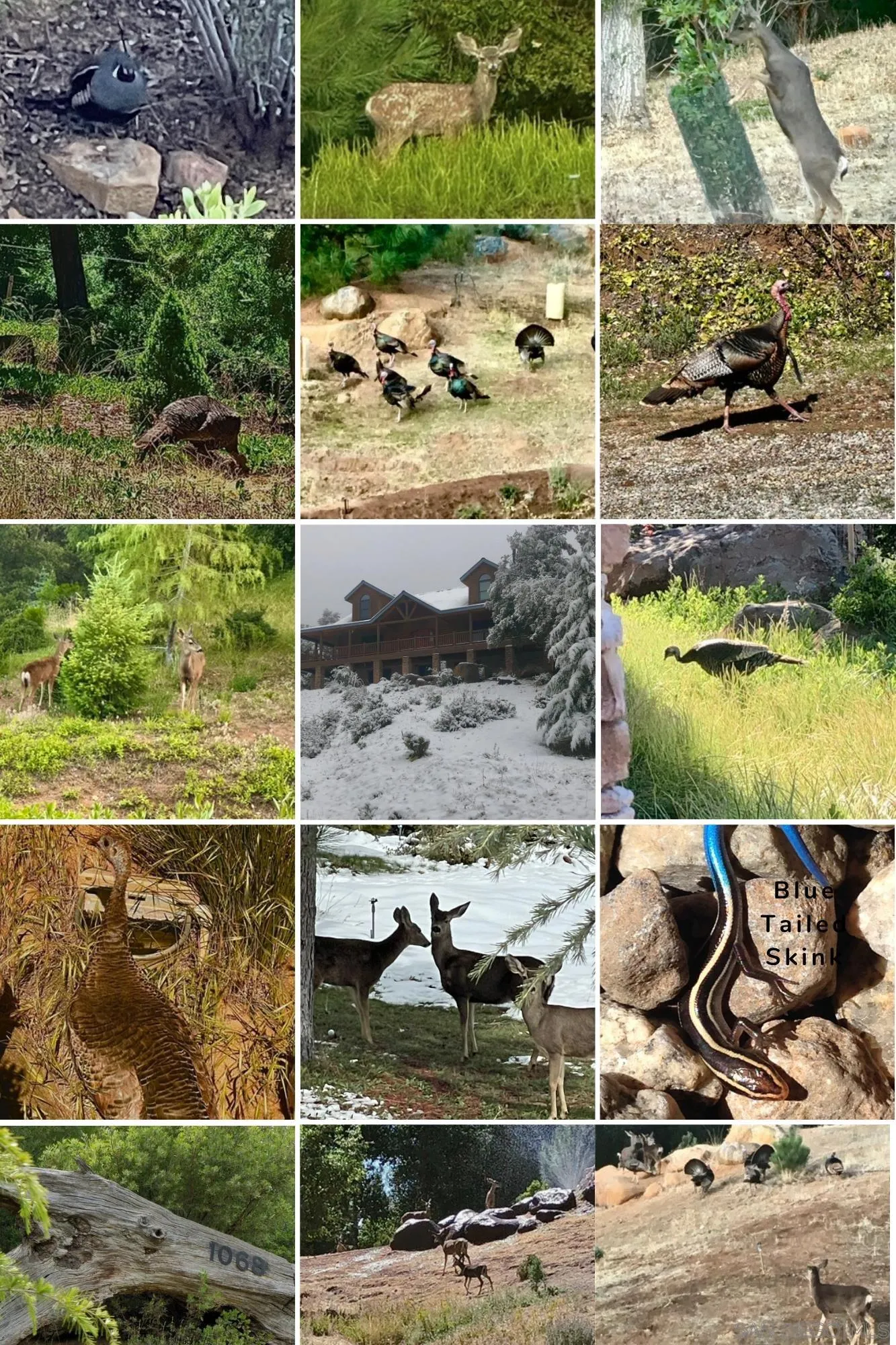 1068 West Incense Cedar Road Julian, CA 92036 - Photo 63 of 63 a view of swimming pool with lawn chairs