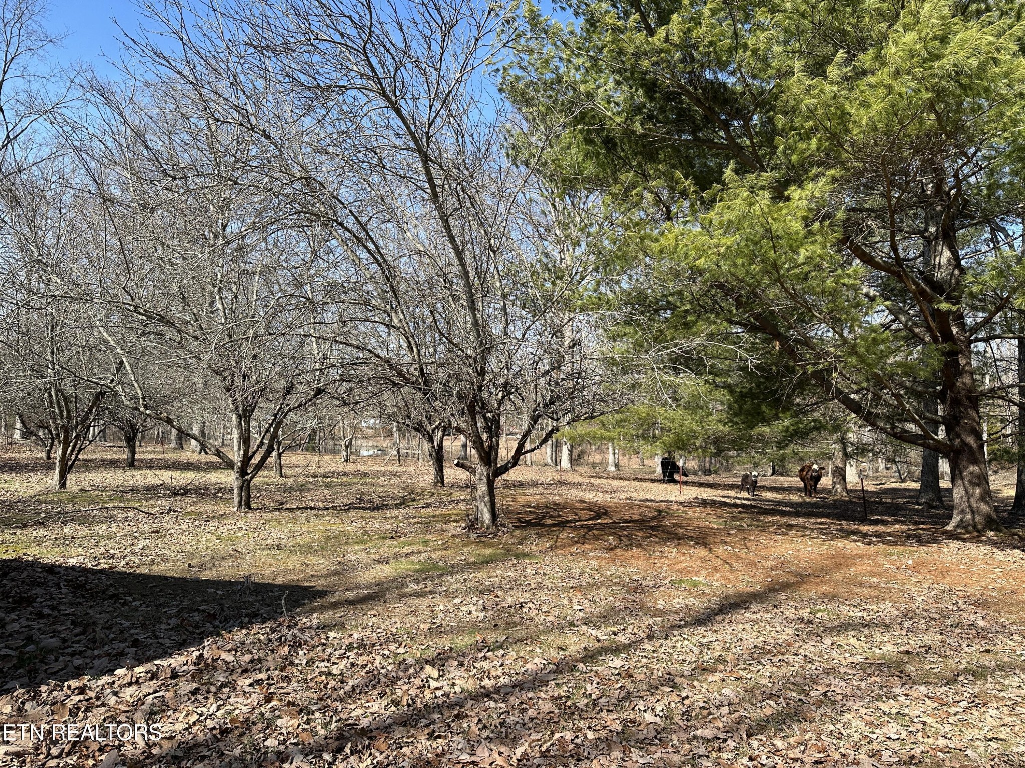 25 Rachel Road Crossville, TN 38572 - Photo 22 of 25 Gallery Image 22