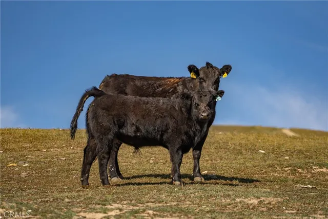 a view of a yard with mountain