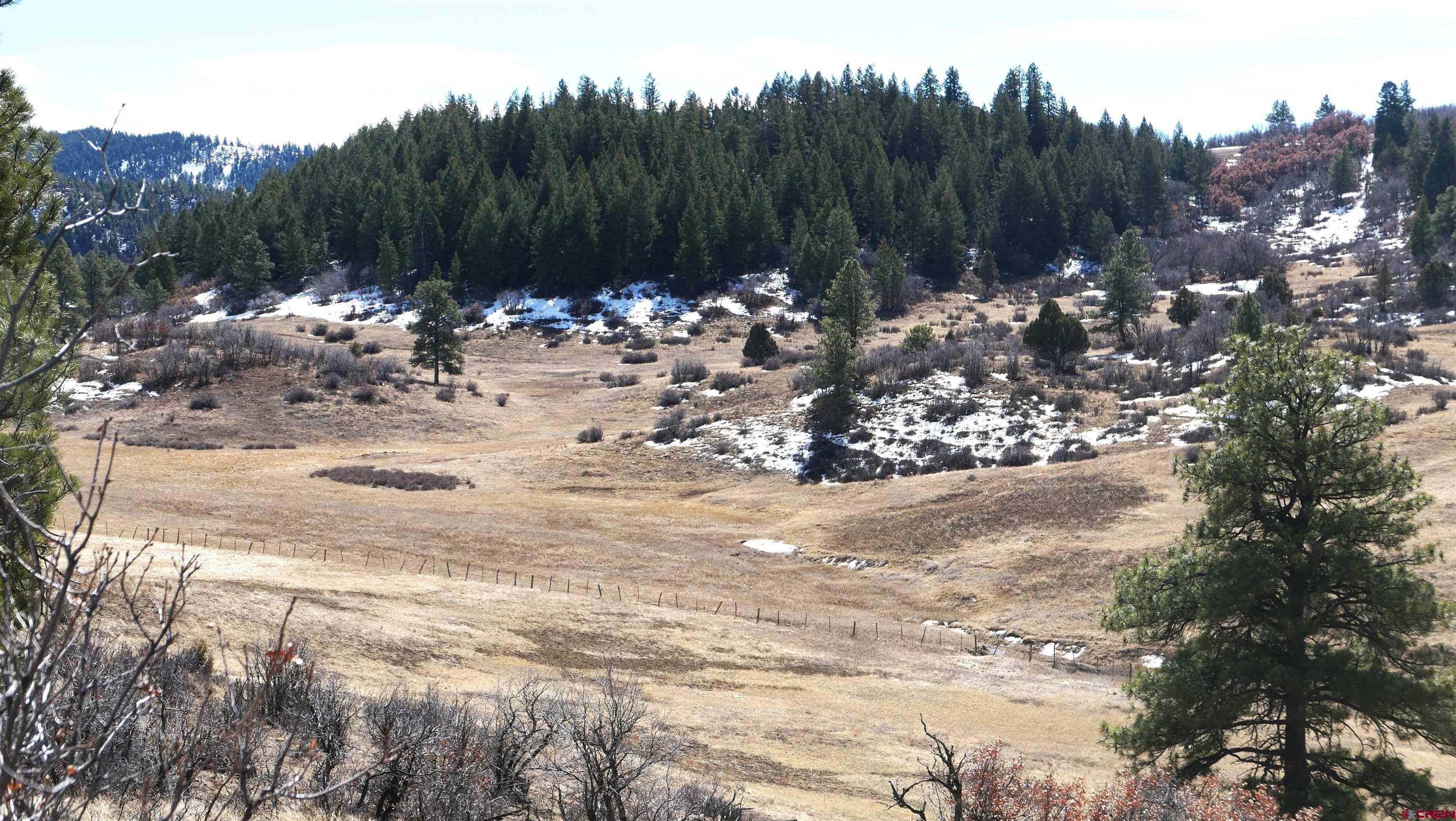 673 Spring Creek Circle Chromo, CO 81128 - Photo 5 of 13 a view of a yard with a tree