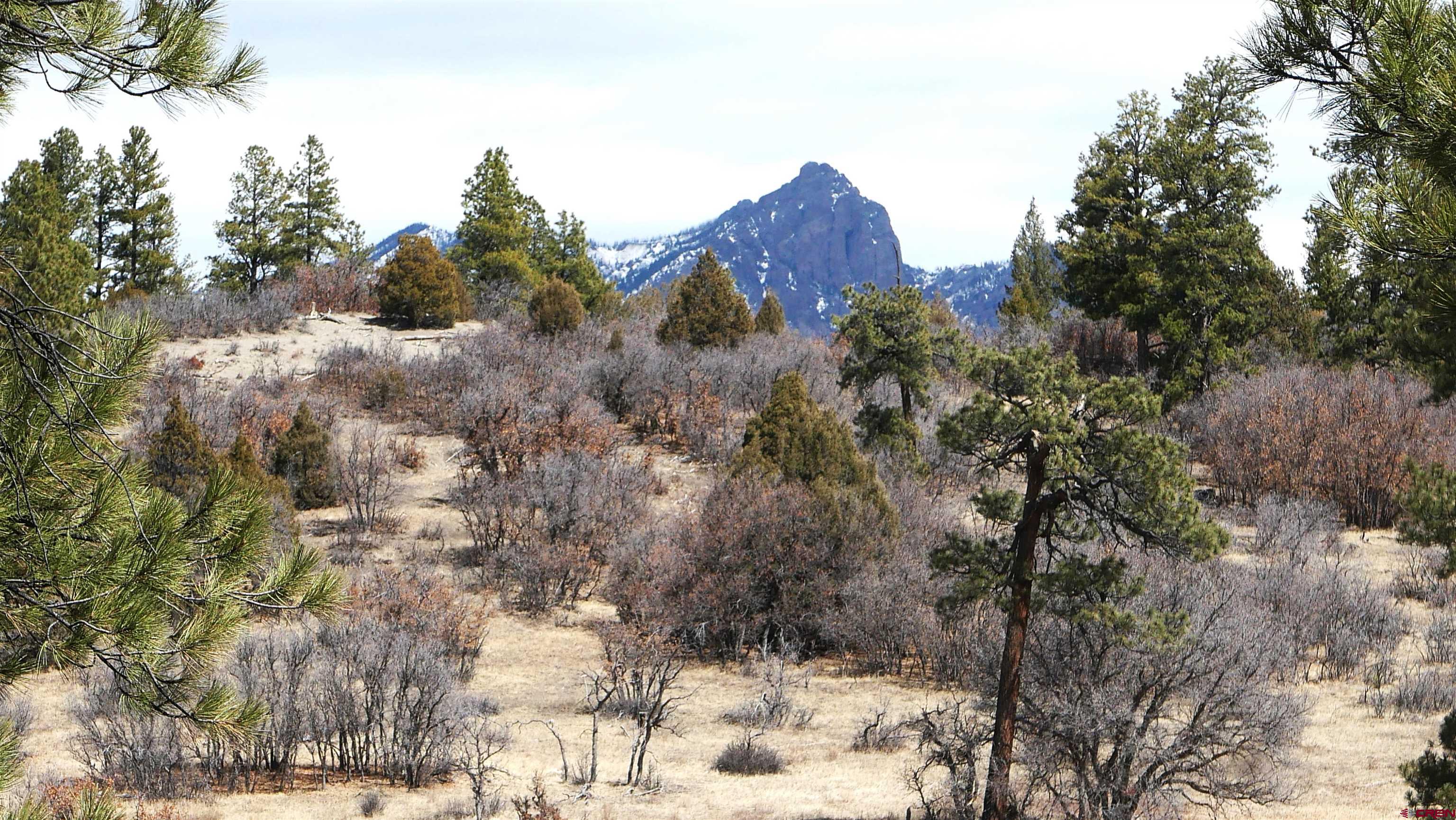 673 Spring Creek Circle Chromo, CO 81128 - Photo 7 of 13 a view of a tree in front of a yard