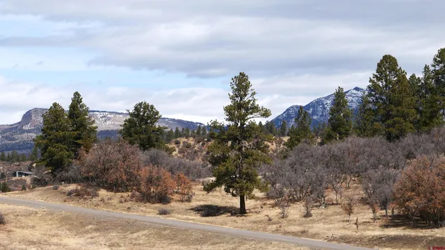 a view of a dry yard with trees