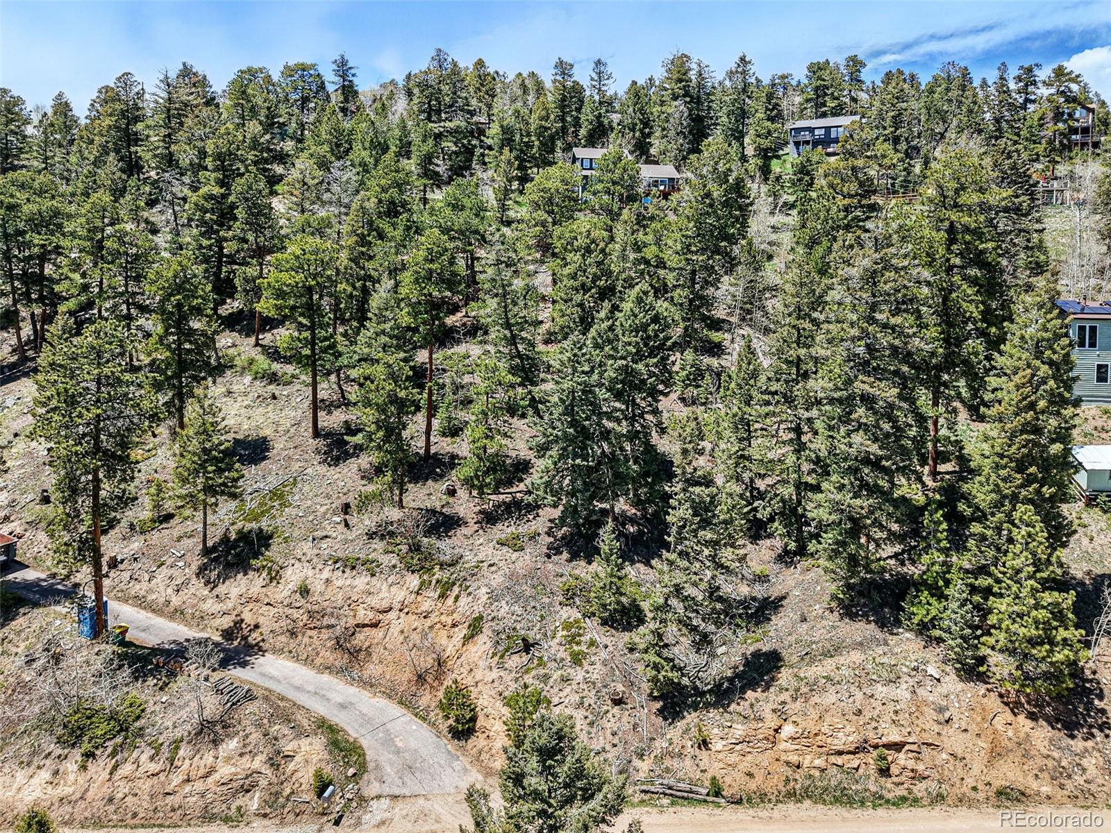 a view of a forest with trees in the background