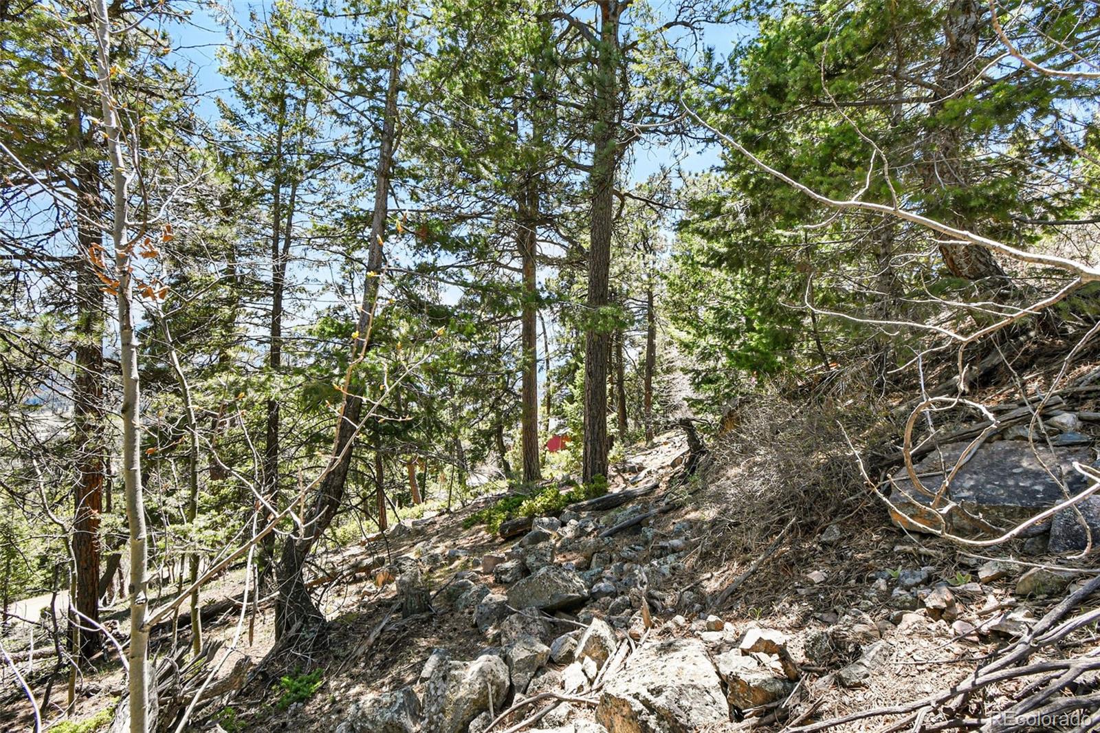 11618 Nichols Way Conifer, CO 80433 - Photo 13 of 39 a view of a tree