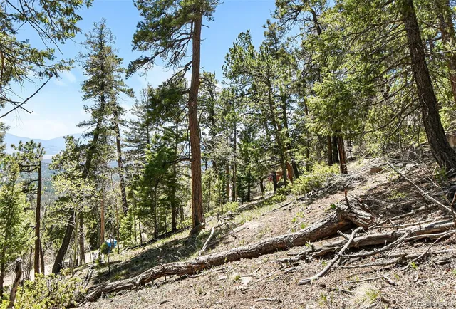 a view of a yard with plants and trees