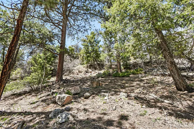 a view of a yard with plants and trees