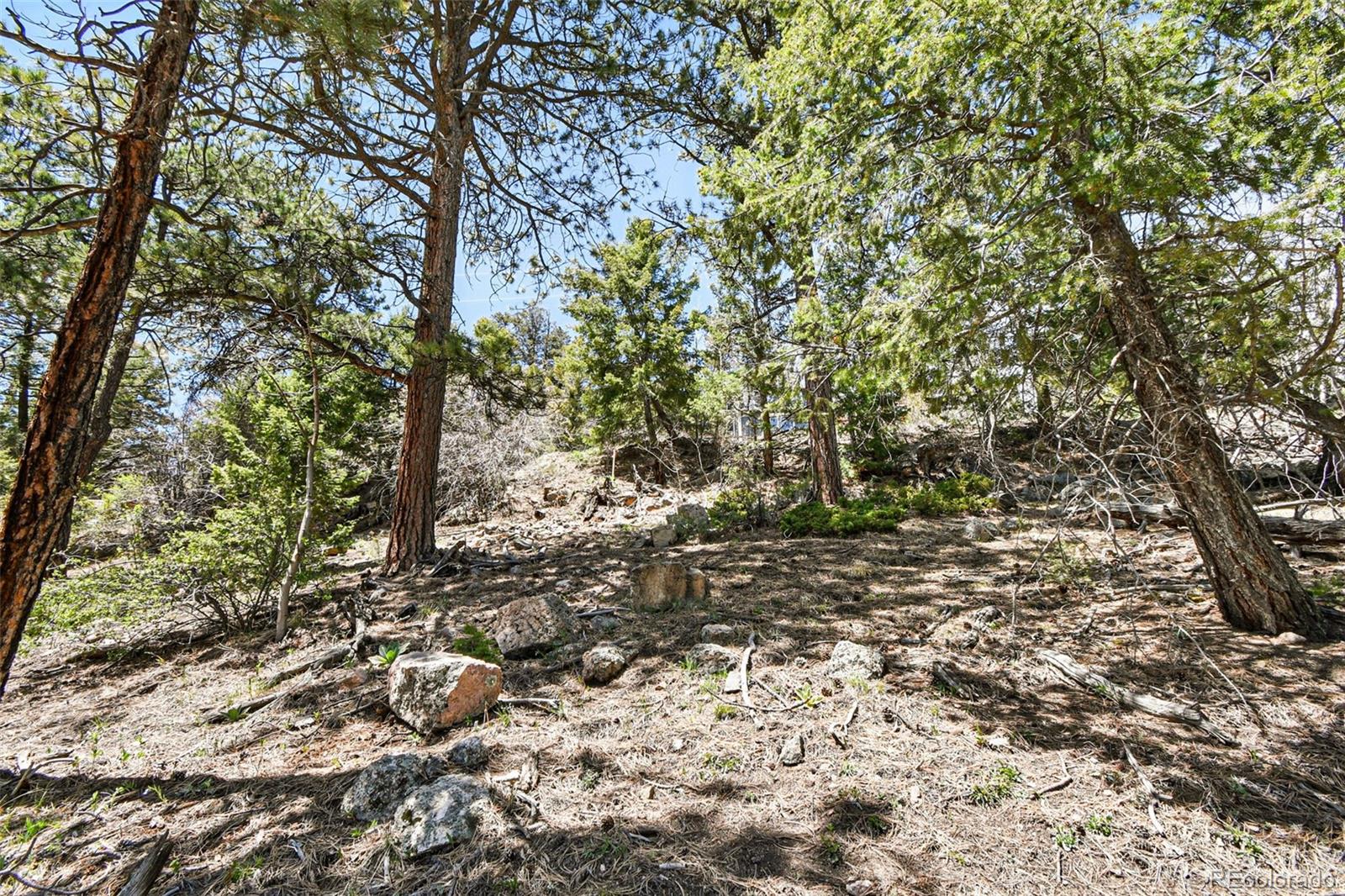11618 Nichols Way Conifer, CO 80433 - Photo 18 of 39 a view of a yard with plants and trees