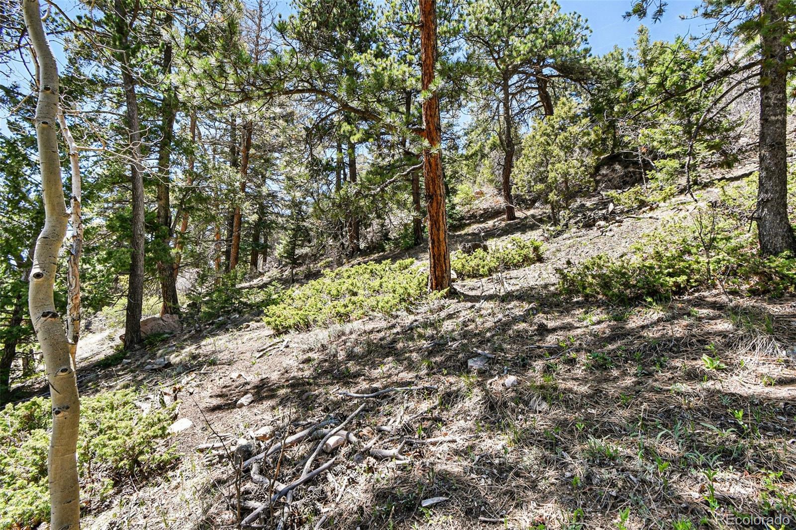 11618 Nichols Way Conifer, CO 80433 - Photo 20 of 39 a big yard with lots of bushes
