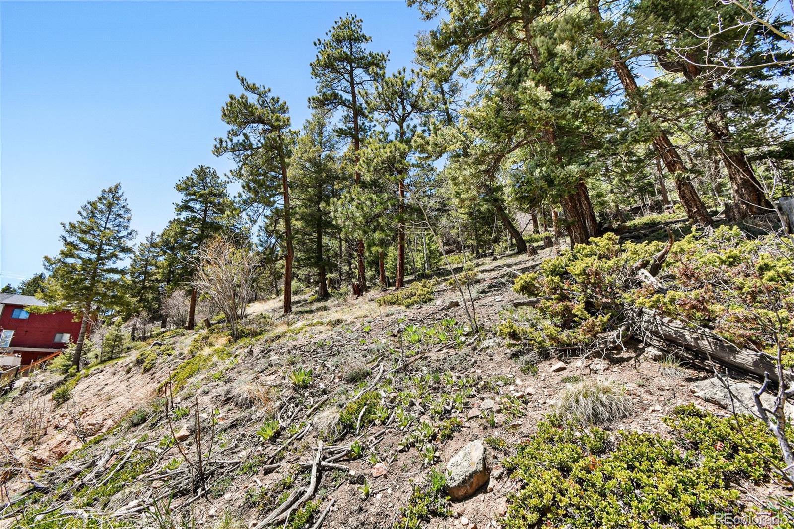 11618 Nichols Way Conifer, CO 80433 - Photo 23 of 39 a view of a yard with a tree