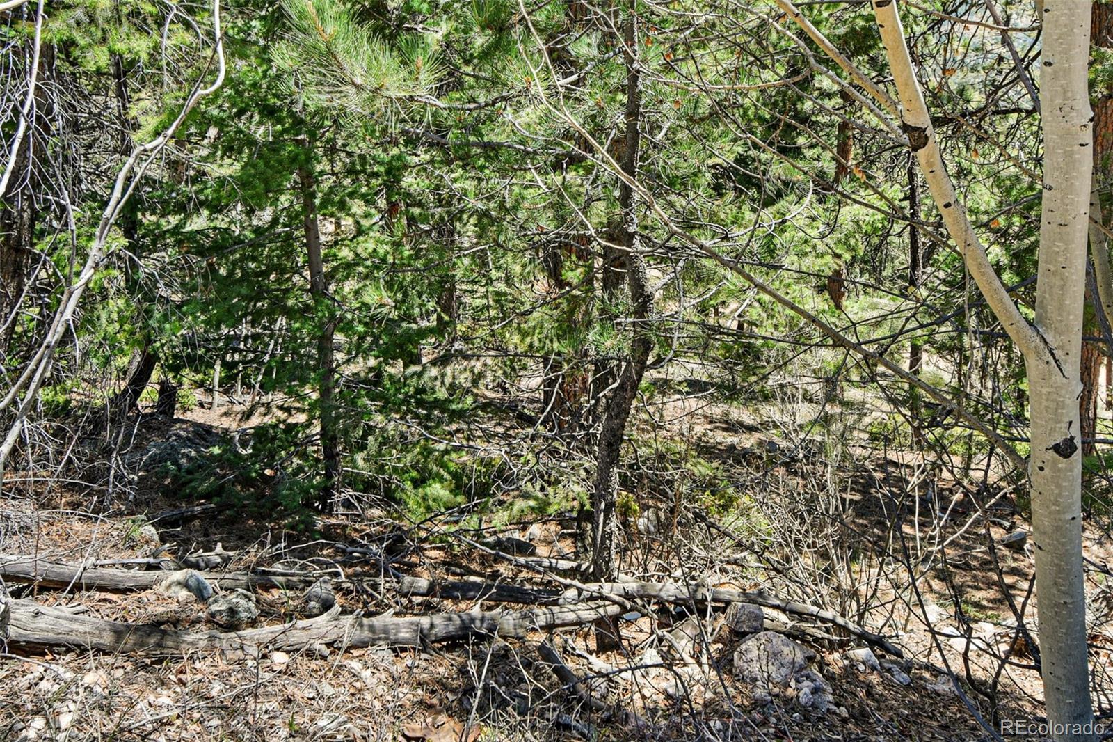 11618 Nichols Way Conifer, CO 80433 - Photo 7 of 39 a view of a yard with a tree