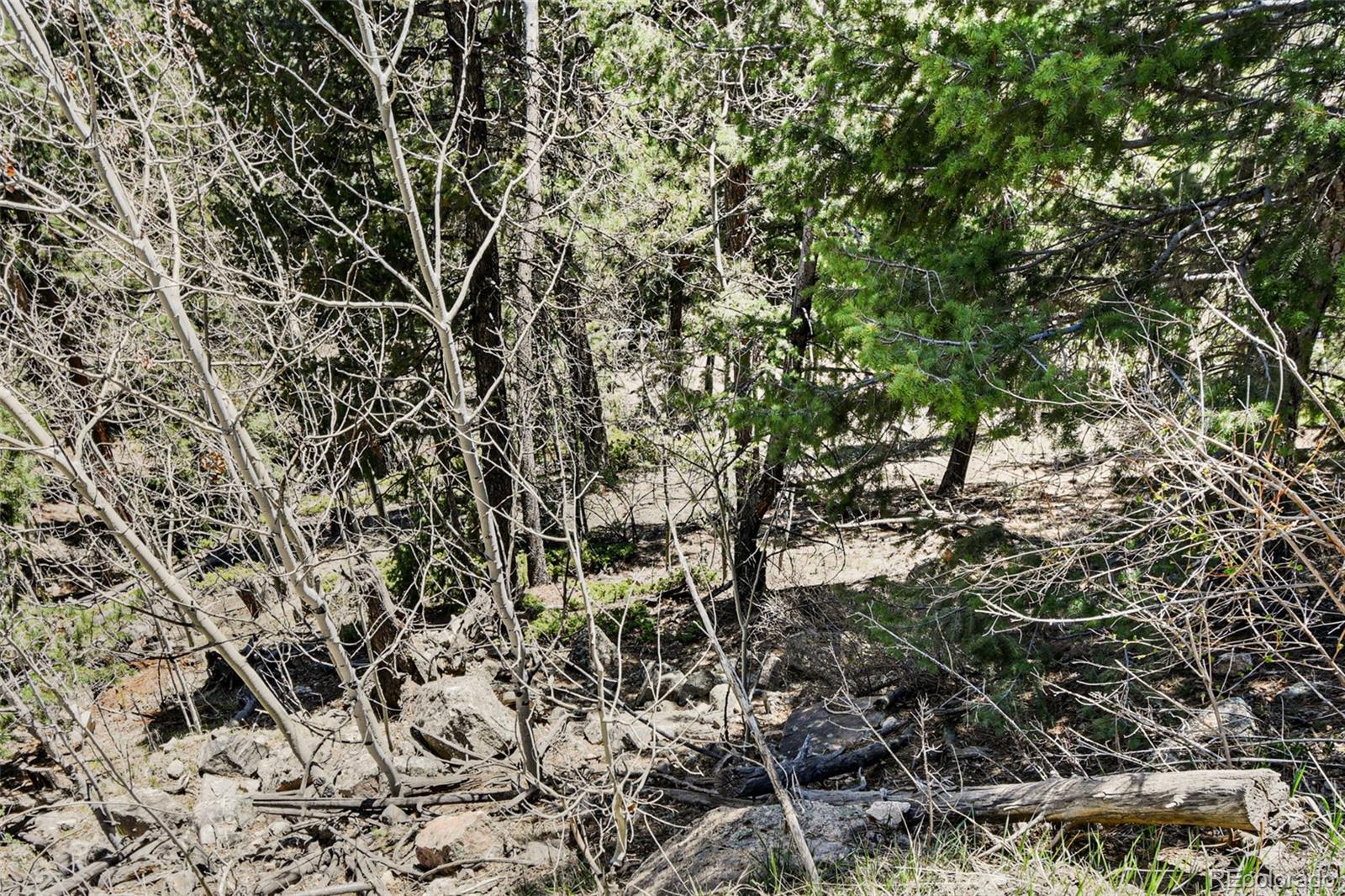 11618 Nichols Way Conifer, CO 80433 - Photo 10 of 39 a view of a tree