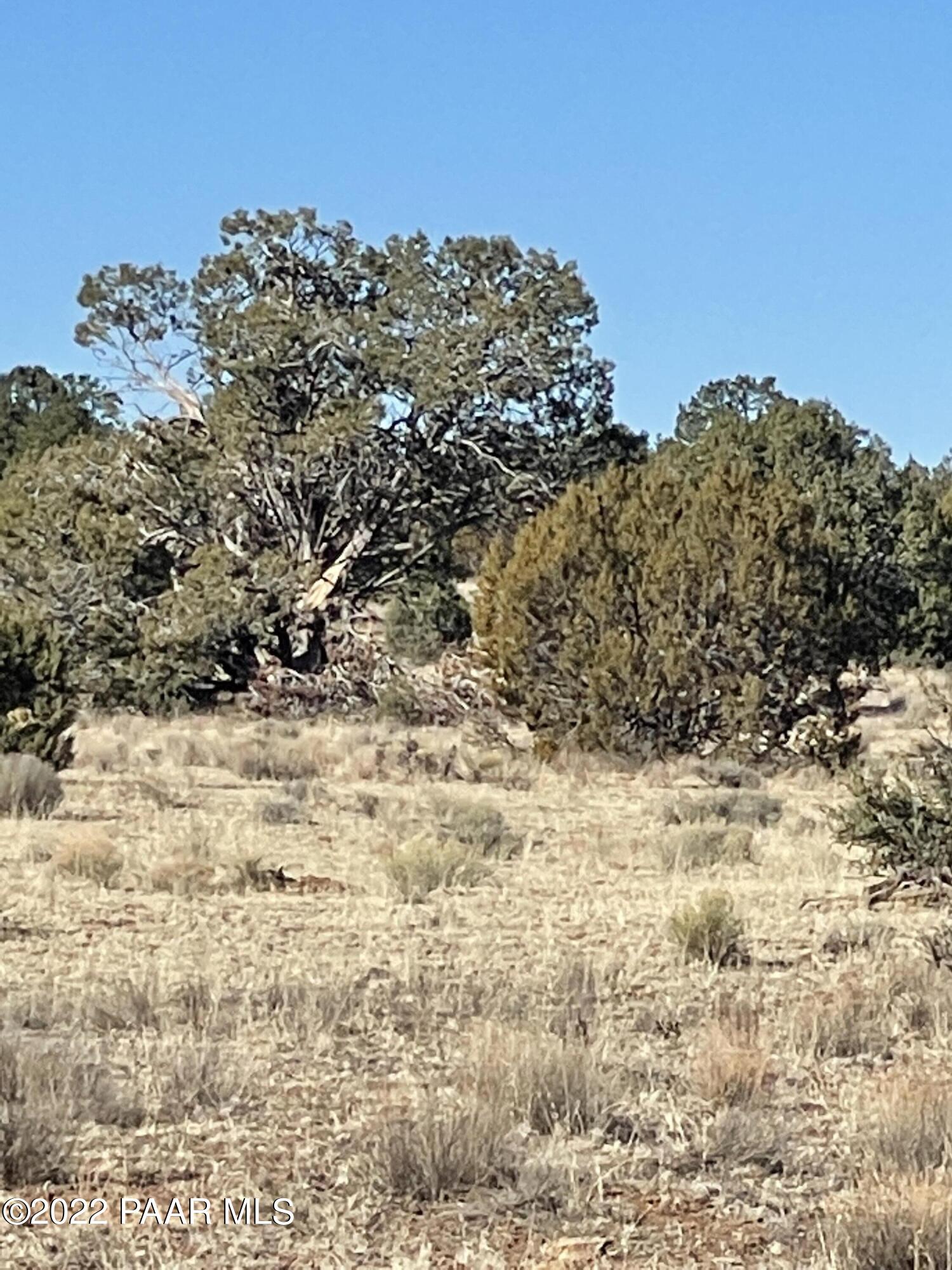 D Stewart Road Seligman, AZ 86337 - Photo 7 of 16 a view of a yard with trees in the background