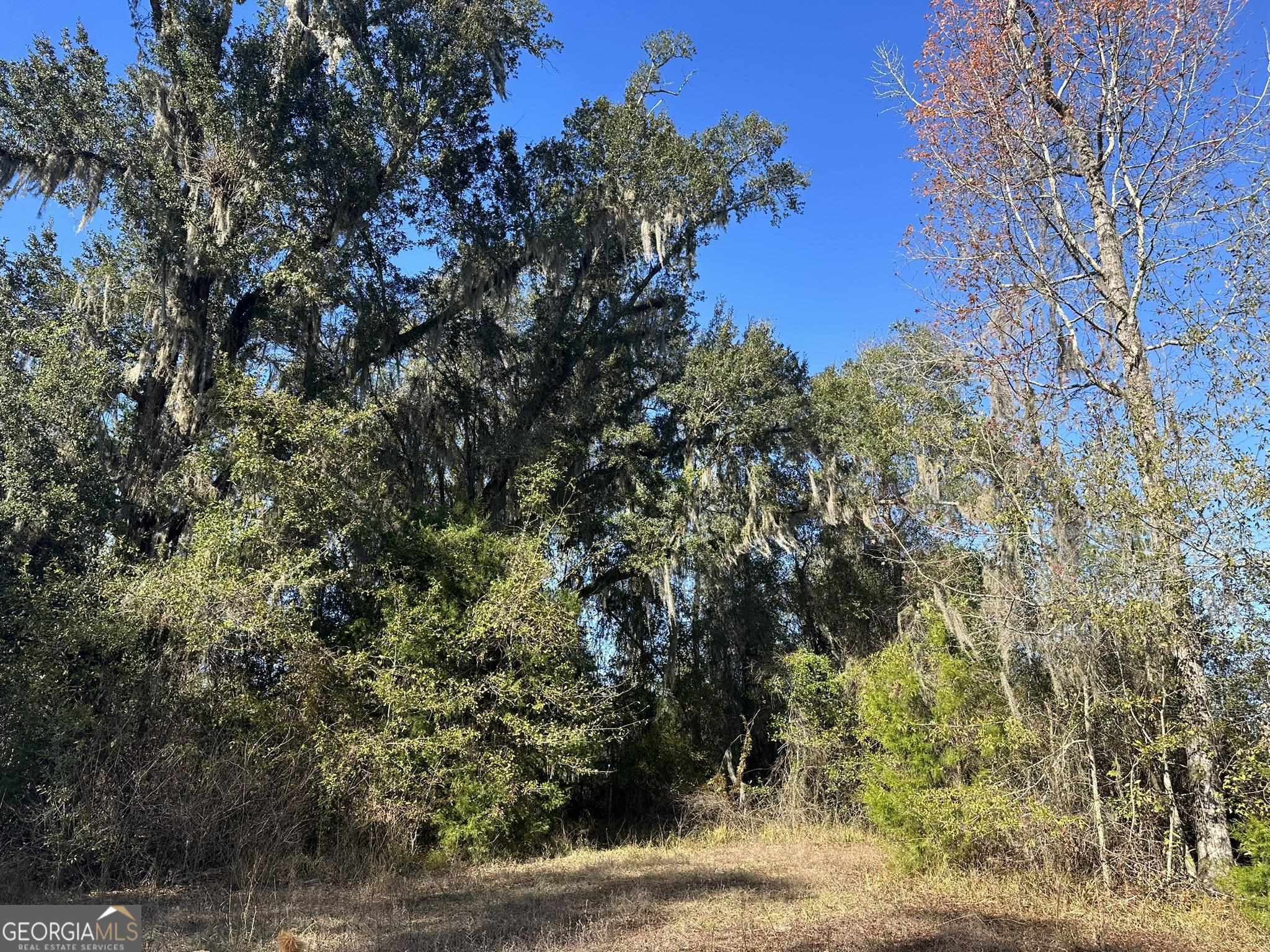 1 A Pilgrim Church Road Gordon, AL 36343 - Photo 1 of 1 a view of a tree