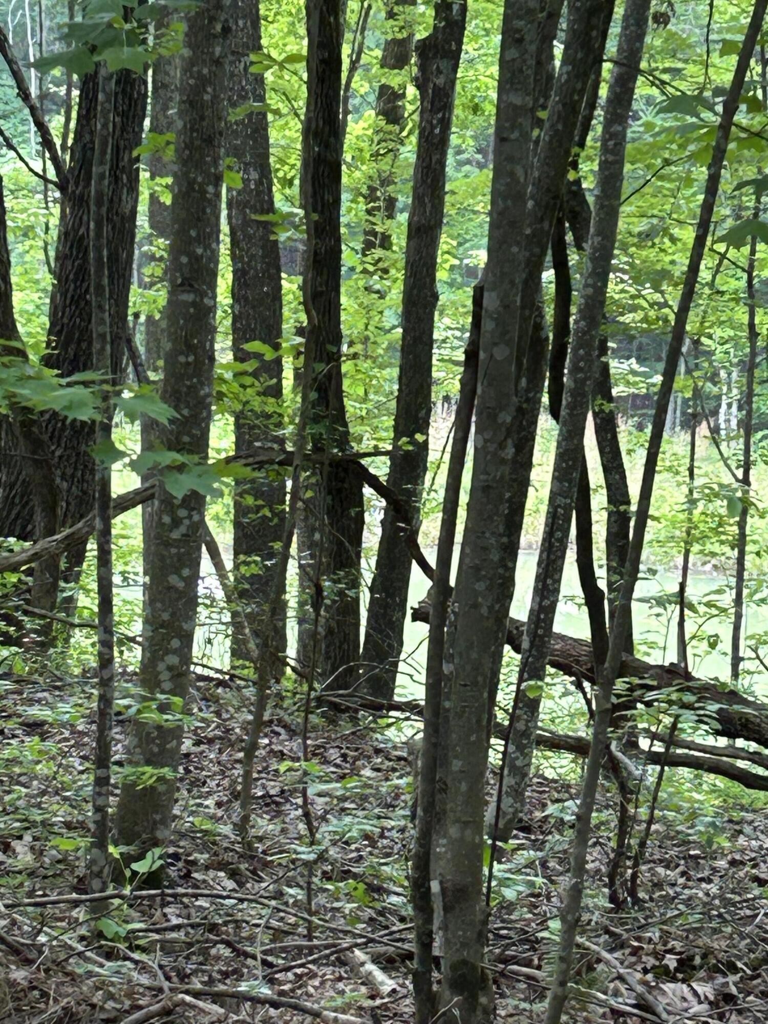 464 Moonlight Lane Jasper, TN 37347 - Photo 13 of 47