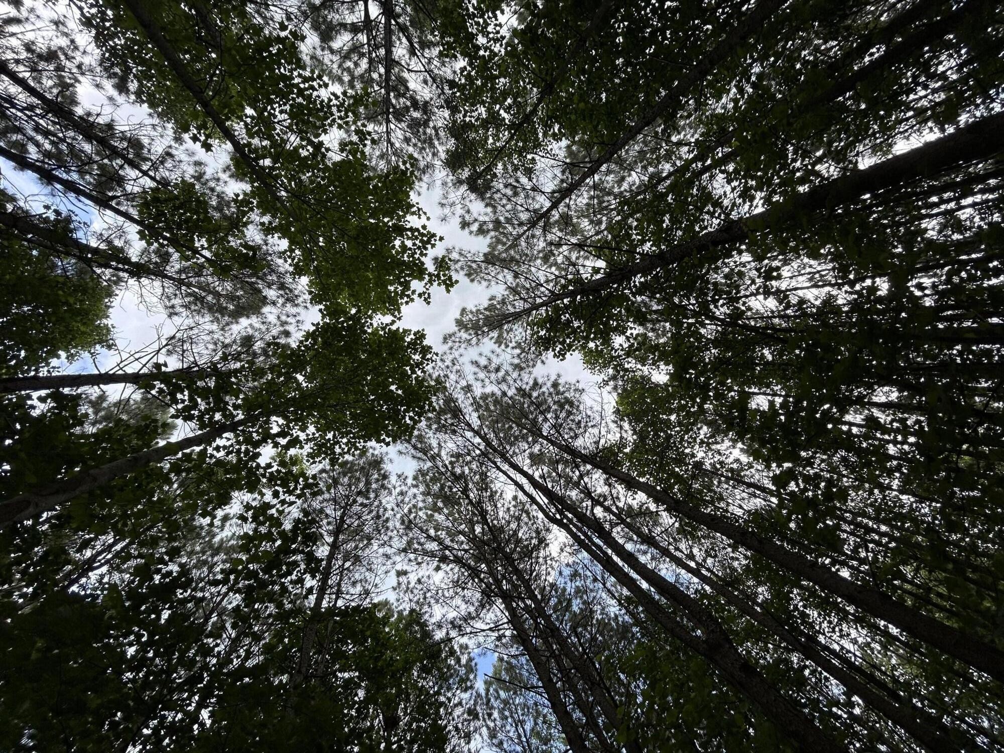 464 Moonlight Lane Jasper, TN 37347 - Photo 18 of 47